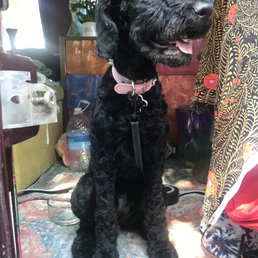 Standard poodle puppy