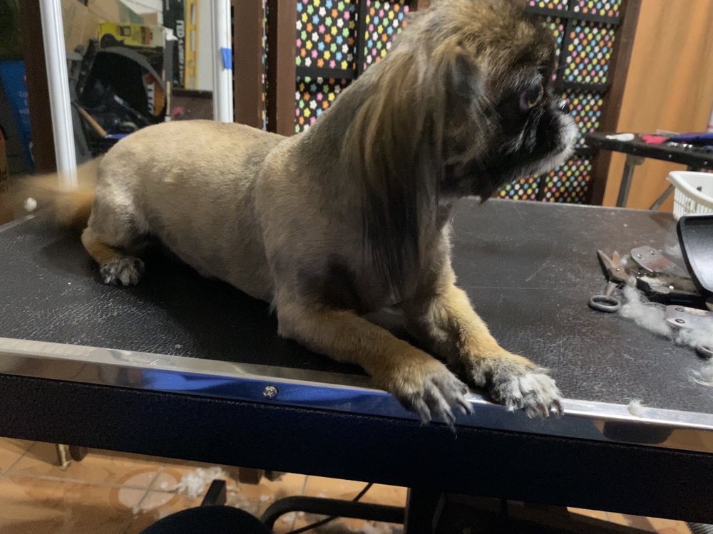 PET LOVE GROOMING 19 Photos 125 N St, Bakersfield, California Pet