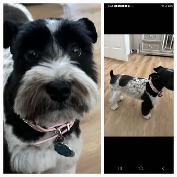 Catz Grooming Dogz - This is princess, and boy is she lol......she is a Minnie schnauzer.......... - Pet Groomers Near Me - Cordelia, California Catz Grooming Dogz - This is princess, and boy is she lol......she is a Minnie schnauzer.......... - Pet Groomers Near Me - Cordelia, California