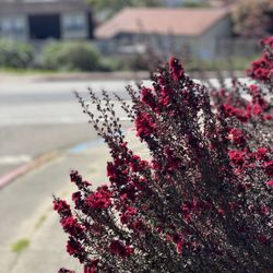 Laguna Honda Hospital & Rehabilitation Center - Spring florals