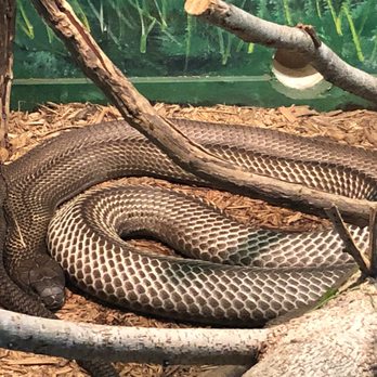 Reptile Lagoon - King Cobra - Zoos Near Me - Hamer, South Carolina Reptile Lagoon - King Cobra - Zoos Near Me - Hamer, South Carolina