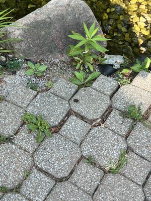 The Homestead by null