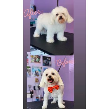 Diamond paws - After before Grooming - Pet Groomers Near Me - Orleans, Massachusetts Diamond paws - After before Grooming - Pet Groomers Near Me - Orleans, Massachusetts