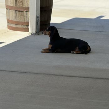Lancaster Pet Clinic - Veterinarians Near Me - Lancaster, California