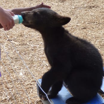 Yellowstone Bear World - random kid feeding the cub - Zoos Near Me - Rexburg, Idaho Yellowstone Bear World - random kid feeding the cub - Zoos Near Me - Rexburg, Idaho