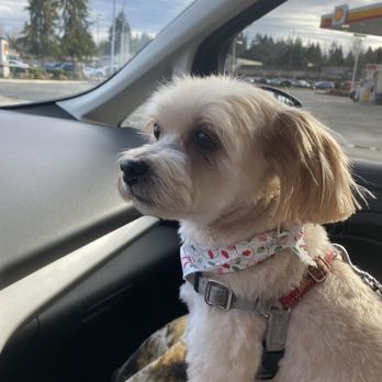 Petco - Scented collar, not fur. Perfect cuts. Teddy bear look. - Pet Stores Near Me - Lynnwood, Washington