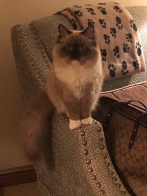 Black Iron Kitchen + Bar by null