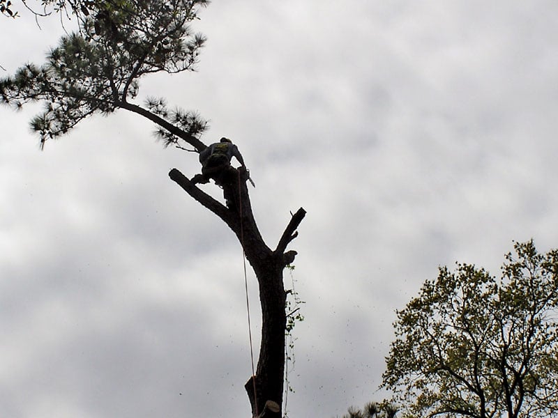 Cruz Lawn and Tree - tree service in Johns Island, SC