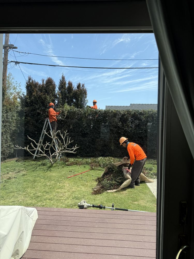 A Timberland Tree Company - tree service in Inglewood, CA