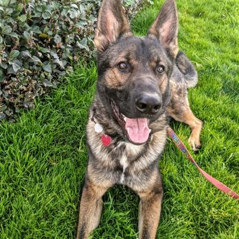 Cali K9 - Pet Training Near Me - San Jose, California