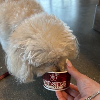 Cold Stone Creamery - A pup and her pup cup - Ice Cream & Frozen Yogurt Near Me - North Hollywood, California Cold Stone Creamery - A pup and her pup cup - Ice Cream & Frozen Yogurt Near Me - North Hollywood, California