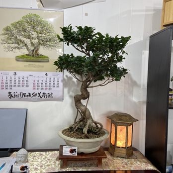 The Bonsai Guy - 50 year old Green Gem Ficus Bonsai Specimen - Nurseries & Gardening Near Me - Springfield, Missouri