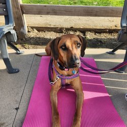 The Grounded Hound Canine Coaching