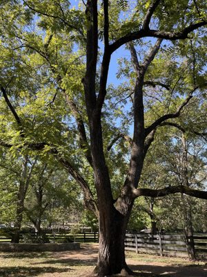 Belle Meade Historic Site & Winery by null