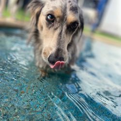 Lauderdale Pet Lodge