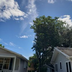 Turney Tree Service - Unnecessary butchering.