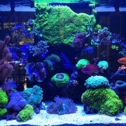 One of my tanks, an 80 gallon SCA mixed reef, much of the stock is from Zen as well as the care products.