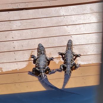 Smugglers Cove Adventure Golf - live gators! - Mini Golf Near Me - Sarasota, Florida