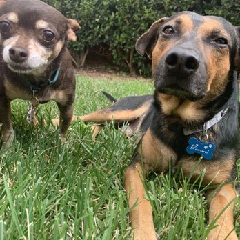 I C A R E Dog Rescue - Cocoa and her new brother, Leroy - Animal Shelters Near Me - Corona, California I C A R E Dog Rescue - Cocoa and her new brother, Leroy - Animal Shelters Near Me - Corona, California
