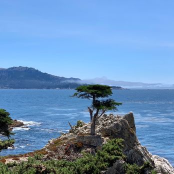 The Lone Cypress - An up close shot using my iPhone. - Landmarks & Historical Buildings Near Me - Del Monte Forest, California