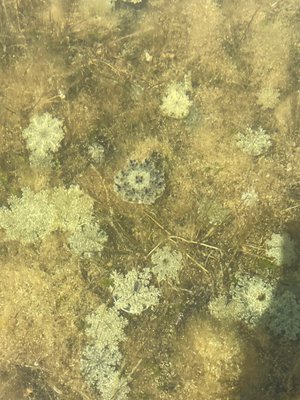 Curry Hammock State Park by null