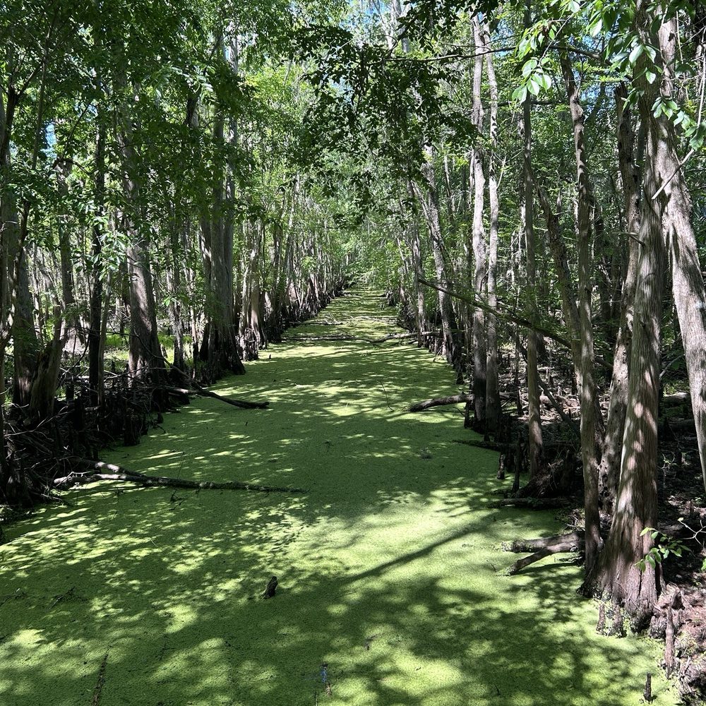 Black Bear Wilderness Area - A river of green. My fave view. - Hiking Near Me - Sanford, Florida