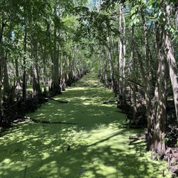 A river of green. My fave view.