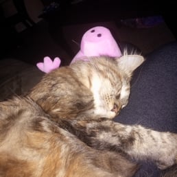 These are both before her spay