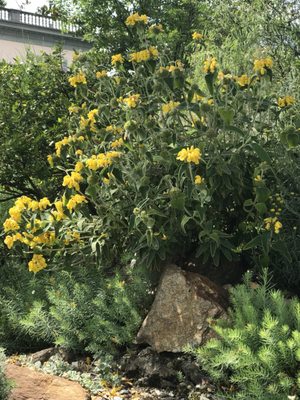 Isole di Brissago by null