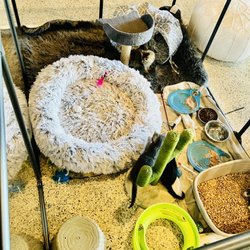 Cups And Claws a Cat lounge