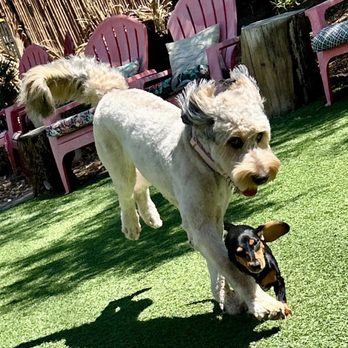 Scenthound Henderson - Pet Groomers Near Me - Henderson, Nevada Scenthound Henderson - Pet Groomers Near Me - Henderson, Nevada