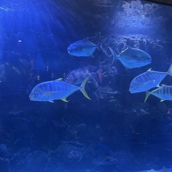 Aquarium Restaurant - Inside - Seafood Near Me - Houston, Texas