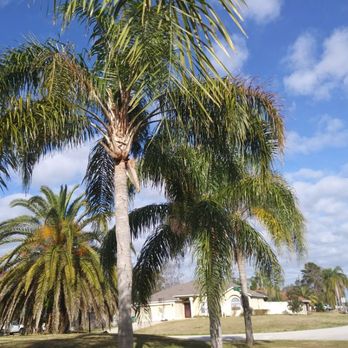 Timber Tree & Landscaping - Before - Tree Services Near Me - DeLand, Florida Timber Tree & Landscaping - Before - Tree Services Near Me - DeLand, Florida