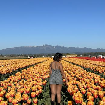 Roozengaarde Display Garden & Store - Tulips - Florists Near Me - Mount Vernon, Washington Roozengaarde Display Garden & Store - Tulips - Florists Near Me - Mount Vernon, Washington