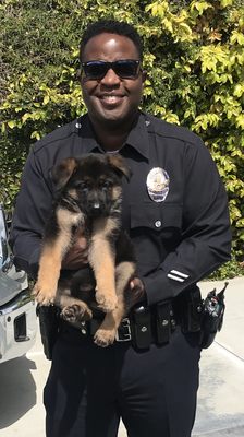 ALL BREED DOG TRAINING - Updated June 2024 - 16 Photos - Torrance