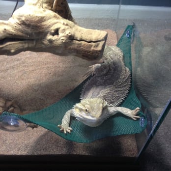 The Reptile Shop - Nazgûl!!! - Reptile Shops Near Me - Riverside, California The Reptile Shop - Nazgûl!!! - Reptile Shops Near Me - Riverside, California