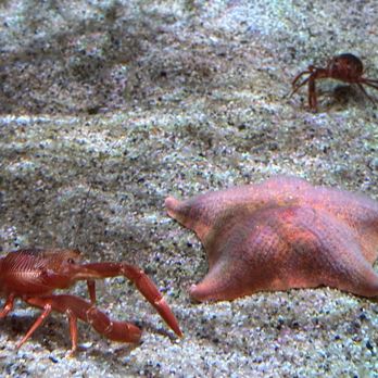 Monterey Bay Aquarium - Aquariums Near Me - Monterey, California Monterey Bay Aquarium - Aquariums Near Me - Monterey, California