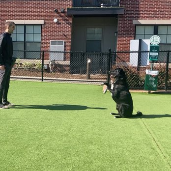 Positive Doggo Training - Pet Training Near Me Positive Doggo Training - Pet Training Near Me