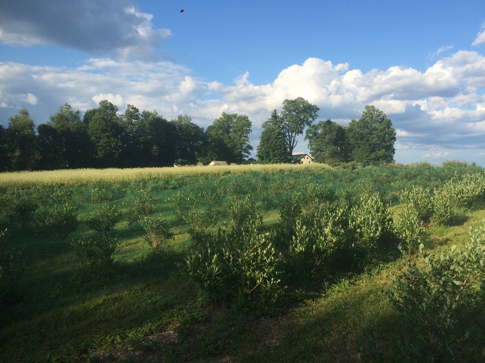 GREENFIELD’S FOREVER Updated July 2024 236 Wilton Rd, Greenfield