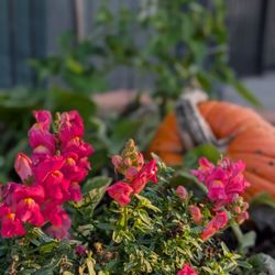 Almaden Parents Preschool - School garden is lovely