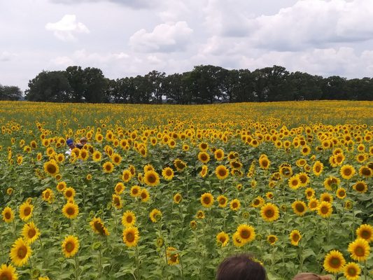 Pope Farm Conservancy by null