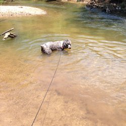 Salem Creek Greenway - My dog wading in Salem Creek