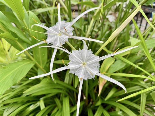 Conservatory of Flowers by null