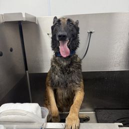 Self serve dog wash Self serve dog wash