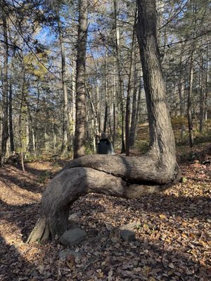 Kent Falls State Park by null