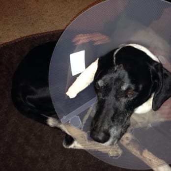 Melrose Veterinary Hospital - Earth to major Tom - Veterinarians Near Me - Vista, California Melrose Veterinary Hospital - Earth to major Tom - Veterinarians Near Me - Vista, California