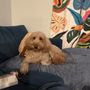 Photo of Erika Ashley’s Elite Dog Grooming