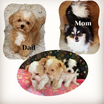 Pomloves​ - PomMaltipoo puppies and the parents. Please visit www.pomloves.com for more info. - Pet Training Near Me Pomloves​ - PomMaltipoo puppies and the parents. Please visit www.pomloves.com for more info. - Pet Training Near Me