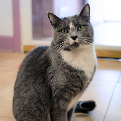 PAWS Atlanta by null