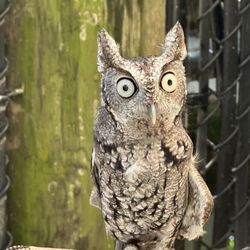 Pelican Harbor Seabird Station - Screech Owl